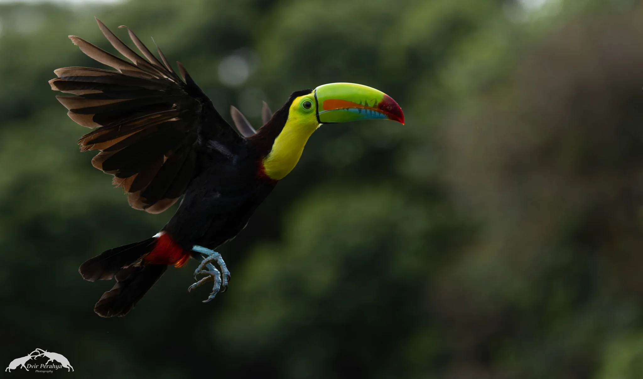 Keel-billed toucan, Boca Tapada